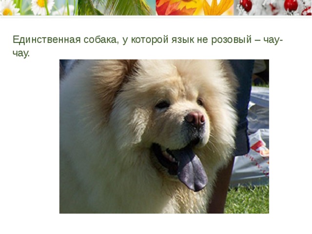 Единственная собака, у которой язык не розовый – чау-чау.    