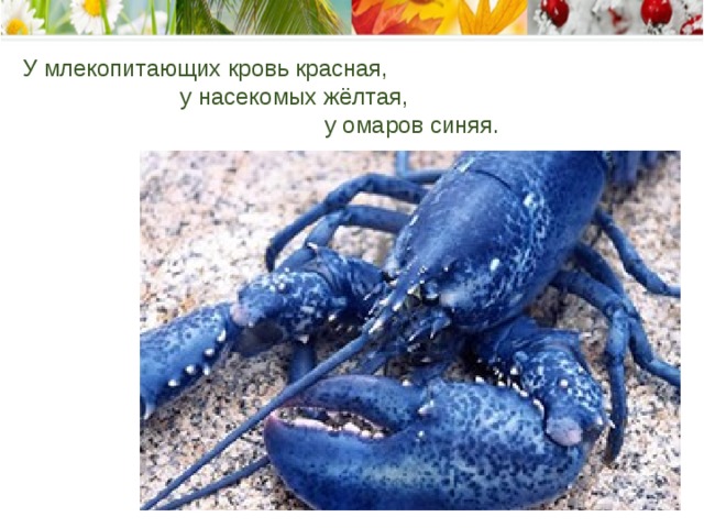 У млекопитающих кровь красная,  у насекомых жёлтая,  у омаров синяя.    
