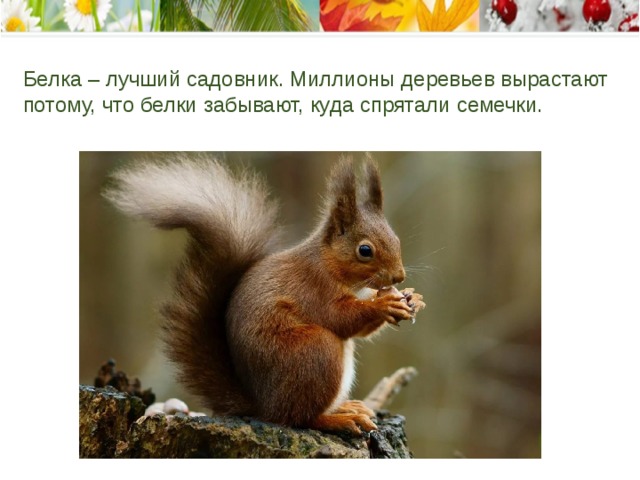 Белка – лучший садовник. Миллионы деревьев вырастают потому, что белки забывают, куда спрятали семечки.    