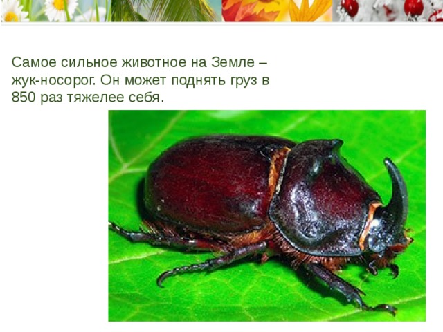  Самое сильное животное на Земле – жук-носорог. Он может поднять груз в 850 раз тяжелее себя .    