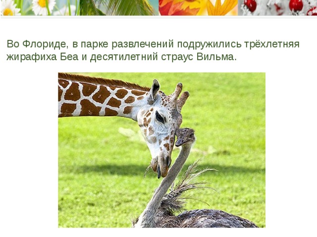 Во Флориде, в парке развлечений подружились трёхлетняя жирафиха Беа и десятилетний страус Вильма.    