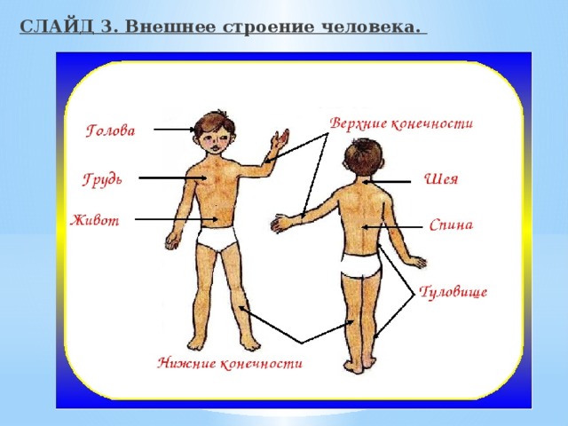 СЛАЙД 3. Внешнее строение человека. 