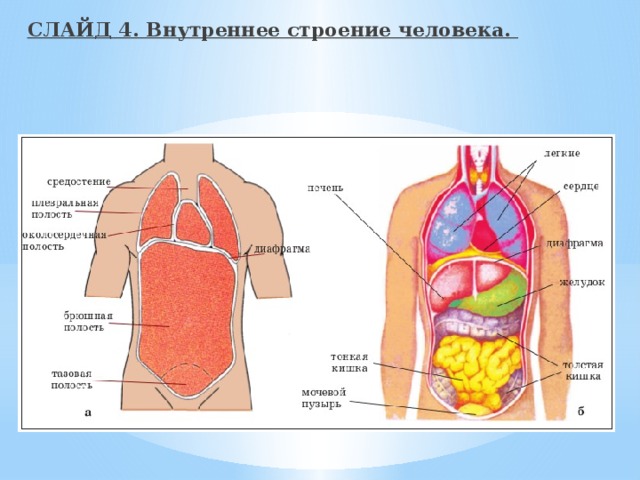 СЛАЙД 4. Внутреннее строение человека. 