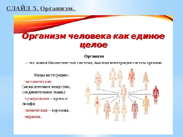 СЛАЙД 5. Организм. 