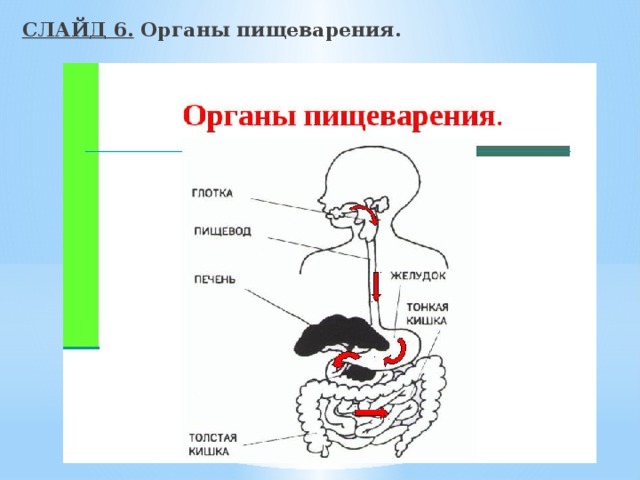 СЛАЙД 6. Органы пищеварения. 