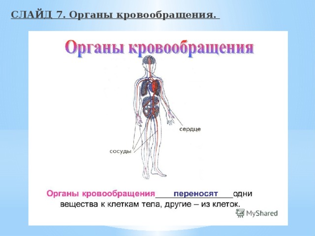 СЛАЙД 7. Органы кровообращения. 