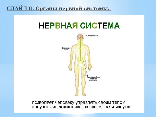 СЛАЙД 8. Органы нервной системы. 