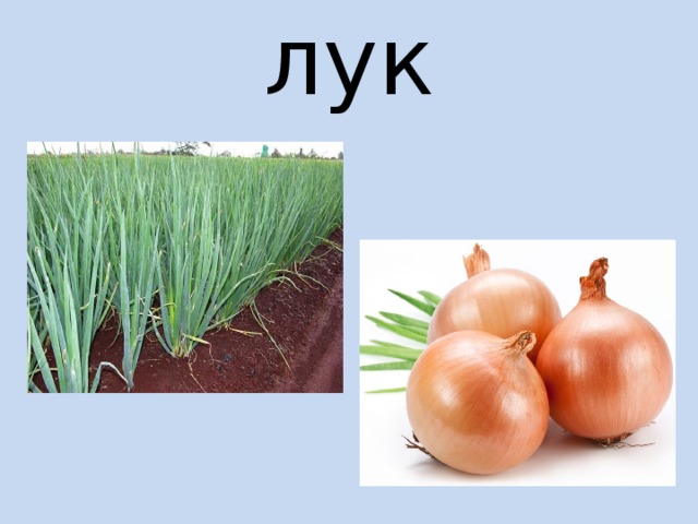 лук 
