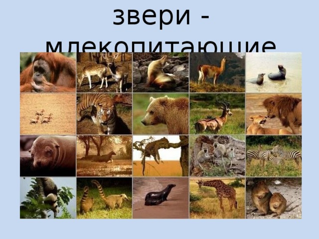звери - млекопитающие 