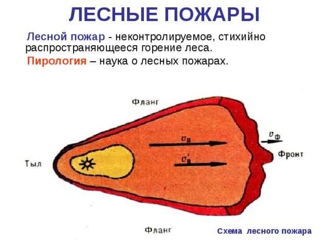 ЛЕСНЫЕ ПОЖАРЫ  Лесной пожар - неконтролируемое, стихийно распространяющееся горение леса.  Пирология – наука о лесных пожарах. Схема лесного пожара 
