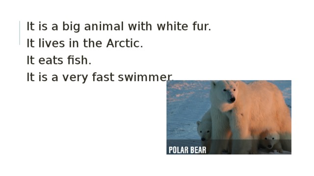 It is a big animal with white fur. It lives in the Arctic. It eats fish. It is a very fast swimmer. 