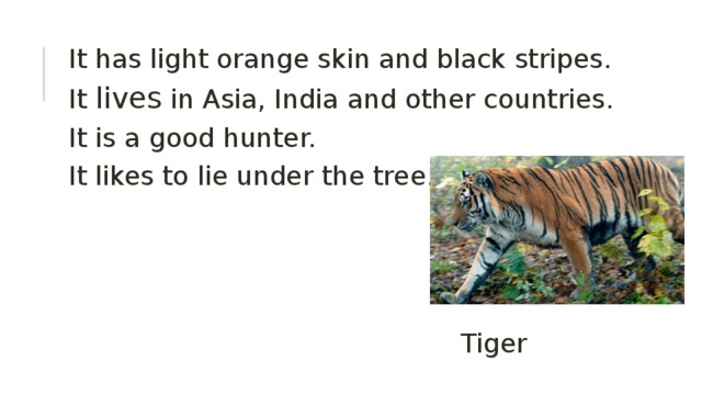 It has light orange skin and black stripes. It lives in Asia, India and other countries. It is a good hunter. It likes to lie under the tree. Tiger  