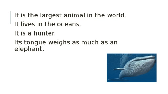 It is the largest animal in the world. It lives in the oceans. It is a hunter. Its tongue weighs as much as an elephant. 