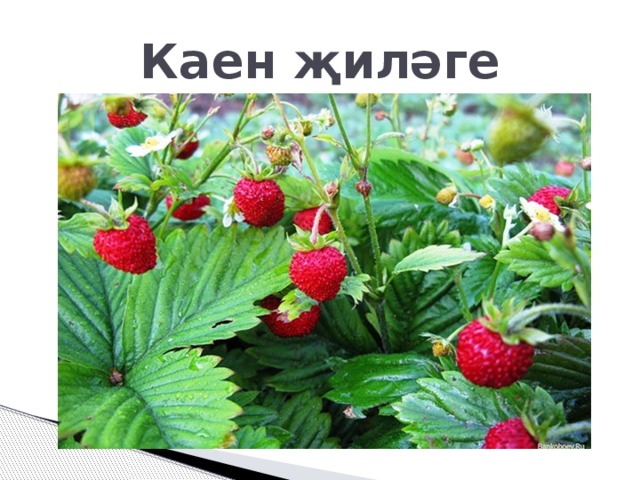 Каен җиләге 