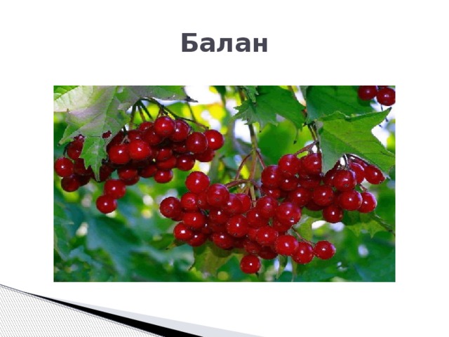 Балан 
