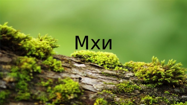 Мхи 