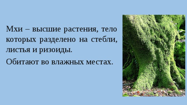 Мхи – высшие растения, тело которых разделено на стебли, листья и ризоиды. Обитают во влажных местах. 