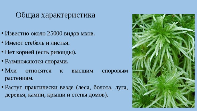 Общая характеристика Известно около 25000 видов мхов. Имеют стебель и листья. Нет корней (есть ризоиды). Размножаются спорами. Мхи относятся к высшим споровым растениям. Растут практически везде (леса, болота, луга, деревья, камни, крыши и стены домов). 