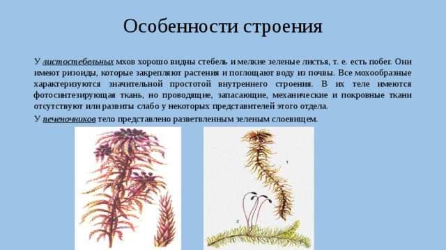 Особенности строения У листостебельных мхов хорошо видны стебель и мелкие зеленые листья, т. е. есть побег. Они имеют ризоиды, которые закрепляют растения и поглощают воду из почвы. Все мохообразные характеризуются значительной простотой внутреннего строения. В их теле имеются фотосинтезирующая ткань, но проводящие, запасающие, механические и покровные ткани отсутствуют или развиты слабо у некоторых представителей этого отдела. У печеночников тело представлено разветвленным зеленым слоевищем. 