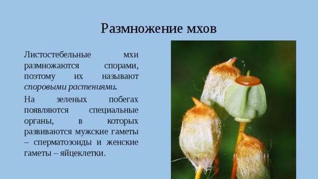 Размножение мхов Листостебельные мхи размножаются спорами, поэтому их называют споровыми растениями . На зеленых побегах появляются специальные органы, в которых развиваются мужские гаметы – сперматозоиды и женские гаметы – яйцеклетки. 