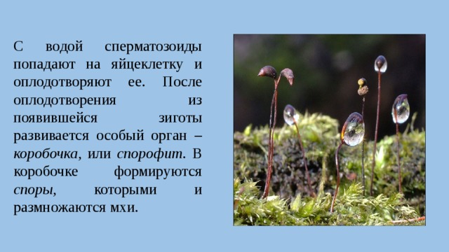 С водой сперматозоиды попадают на яйцеклетку и оплодотворяют ее. После оплодотворения из появившейся зиготы развивается особый орган – коробочка , или спорофит . В коробочке формируются споры , которыми и размножаются мхи. 