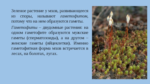 Зеленое растение у мхов, развивающееся из споры, называют гаметофитом, потому что на нем образуются гаметы. Гаметофиты – двудомные растения: на одном гаметофите образуются мужские гаметы (сперматозоиды), а на другом – женские гаметы (яйцеклетки). Именно гаметофитная форма мхов встречается в лесах, на болотах, лугах. 