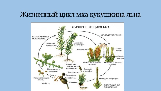 Жизненный цикл мха кукушкина льна 