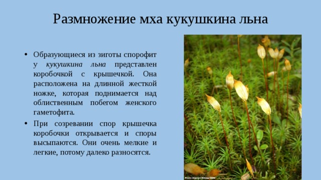 Размножение мха кукушкина льна Образующиеся из зиготы спорофит у кукушкина льна представлен коробочкой с крышечкой. Она расположена на длинной жесткой ножке, которая поднимается над облиственным побегом женского гаметофита. При созревании спор крышечка коробочки открывается и споры высыпаются. Они очень мелкие и легкие, потому далеко разносятся. 