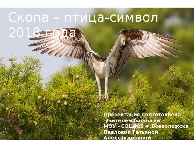 Презентация подготовлена  учителем биологии МОУ «СОШ№5»г.Всеволожска Павловой Татьяной Александровной Скопа – птица-символ 2018 года 