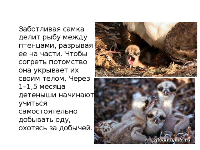 Заботливая самка делит рыбу между птенцами, разрывая ее на части. Чтобы согреть потомство она укрывает их своим телом. Через 1–1,5 месяца детеныши начинают учиться самостоятельно добывать еду, охотясь за добычей. 