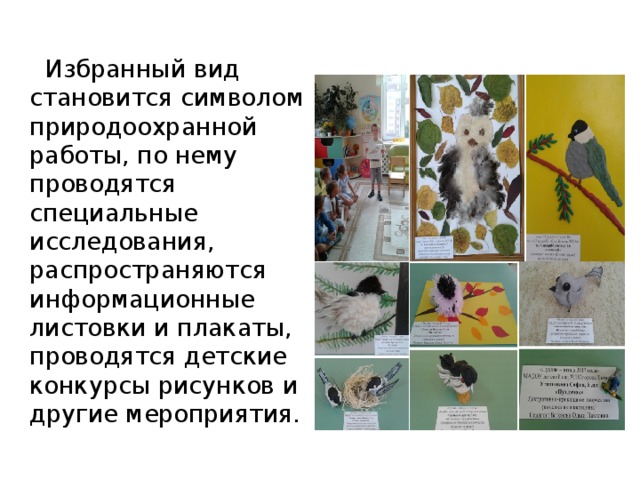  Избранный вид становится символом природоохранной работы, по нему проводятся специальные исследования, распространяются информационные листовки и плакаты, проводятся детские конкурсы рисунков и другие мероприятия. 