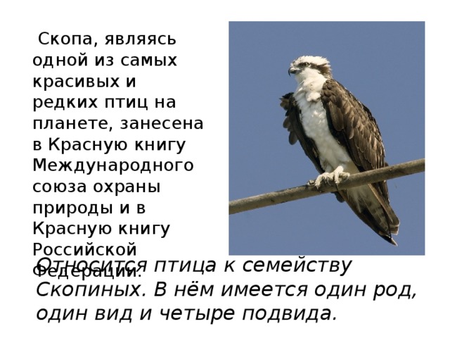 Относится птица к семейству Скопиных. В нём имеется один род, один вид и четыре подвида.  Скопа, являясь одной из самых красивых и редких птиц на планете, занесена в Красную книгу Международного союза охраны природы и в Красную книгу Российской Федерации. 
