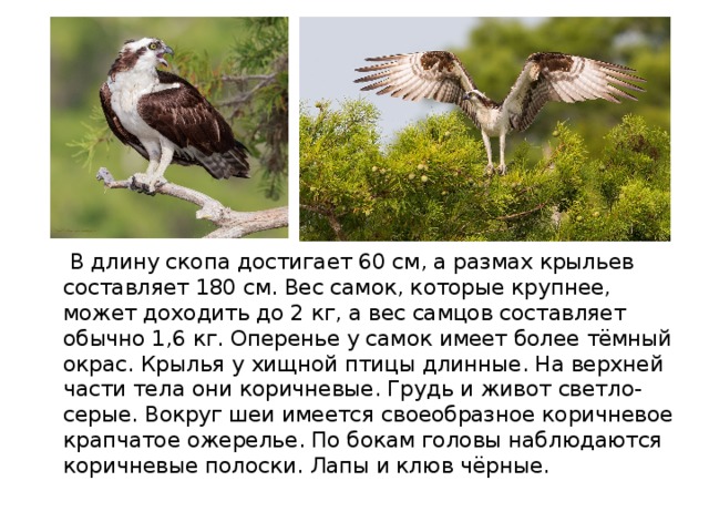  В длину скопа достигает 60 см, а размах крыльев составляет 180 см. Вес самок, которые крупнее, может доходить до 2 кг, а вес самцов составляет обычно 1,6 кг. Оперенье у самок имеет более тёмный окрас. Крылья у хищной птицы длинные. На верхней части тела они коричневые. Грудь и живот светло-серые. Вокруг шеи имеется своеобразное коричневое крапчатое ожерелье. По бокам головы наблюдаются коричневые полоски. Лапы и клюв чёрные. 