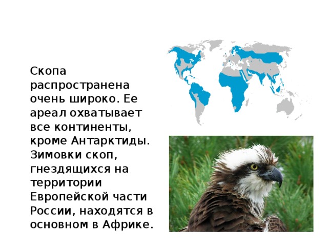  Скопа распространена очень широко. Ее ареал охватывает все континенты, кроме Антарктиды. Зимовки скоп, гнездящихся на территории Европейской части России, находятся в основном в Африке. 
