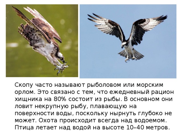  Скопу часто называют рыболовом или морским орлом. Это связано с тем, что ежедневный рацион хищника на 80% состоит из рыбы. В основном они ловит некрупную рыбу, плавающую на поверхности воды, поскольку нырнуть глубоко не может. Охота происходит всегда над водоемом. Птица летает над водой на высоте 10–40 метров. 