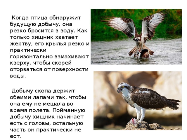  Когда птица обнаружит будущую добычу, она резко бросится в воду. Как только хищник хватает жертву, его крылья резко и практически горизонтально взмахивают кверху, чтобы скорей оторваться от поверхности воды.  Добычу скопа держит обеими лапами так, чтобы она ему не мешала во время полета. Пойманную добычу хищник начинает есть с головы, остальную часть он практически не ест. 