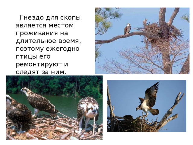  Гнездо для скопы является местом проживания на длительное время, поэтому ежегодно птицы его ремонтируют и следят за ним. 