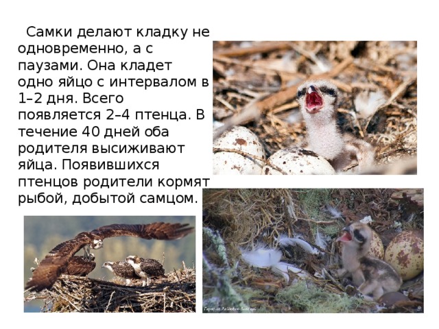 Самки делают кладку не одновременно, а с паузами. Она кладет одно яйцо с интервалом в 1–2 дня. Всего появляется 2–4 птенца. В течение 40 дней оба родителя высиживают яйца. Появившихся птенцов родители кормят рыбой, добытой самцом. 