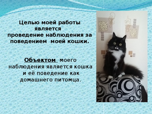 Целью моей работы является  проведение наблюдения за поведением моей кошки. Объектом моего наблюдения является кошка и её поведение как домашнего питомца. 