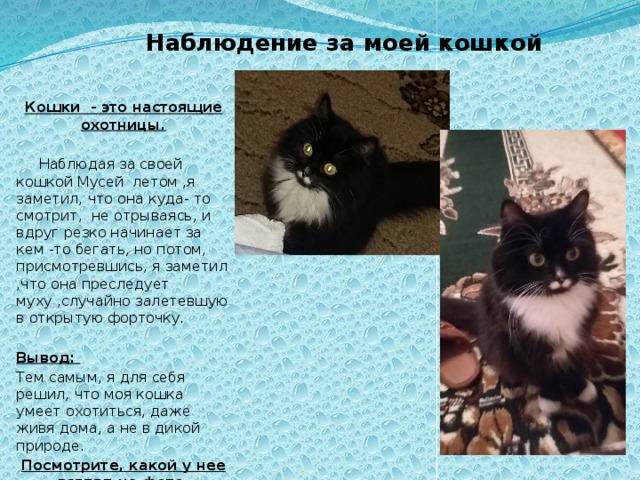  Наблюдение за моей кошкой Кошки - это настоящие охотницы.   Наблюдая за своей кошкой Мусей летом ,я заметил, что она куда- то смотрит, не отрываясь, и вдруг резко начинает за кем -то бегать, но потом, присмотревшись, я заметил ,что она преследует муху ,случайно залетевшую в открытую форточку.  Вывод: Тем самым, я для себя решил, что моя кошка умеет охотиться, даже живя дома, а не в дикой природе. Посмотрите, какой у нее взгляд на фото. 