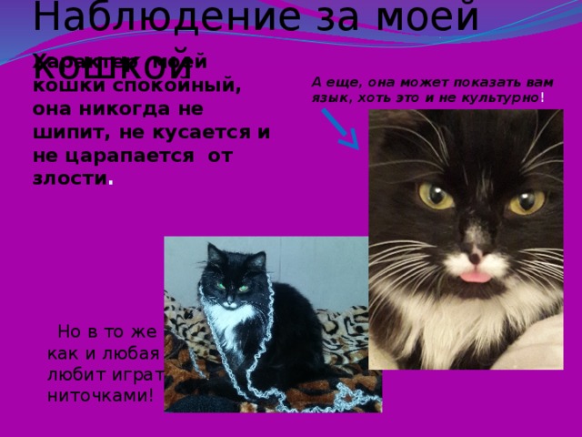 Наблюдение за моей кошкой А еще, она может показать вам язык, хоть это и не культурно ! Характер моей кошки спокойный, она никогда не шипит, не кусается и не царапается от злости .  Но в то же время, она, как и любая кошка, любит играть с ниточками! 