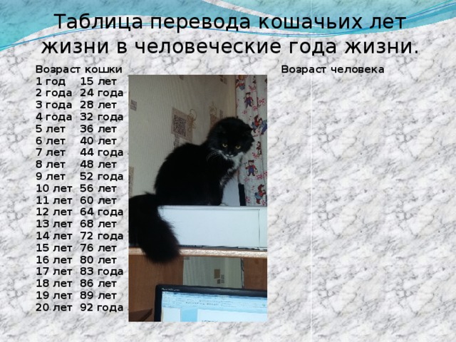 Таблица перевода кошачьих лет жизни в человеческие года жизни.  Возраст кошки  Возраст человека   1 год      15 лет   2 года      24 года   3 года      28 лет   4 года      32 года   5 лет      36 лет   6 лет      40 лет   7 лет      44 года   8 лет      48 лет   9 лет      52 года   10 лет      56 лет   11 лет      60 лет   12 лет      64 года   13 лет      68 лет   14 лет      72 года   15 лет      76 лет   16 лет      80 лет   17 лет      83 года   18 лет      86 лет   19 лет      89 лет   20 лет       92 года 
