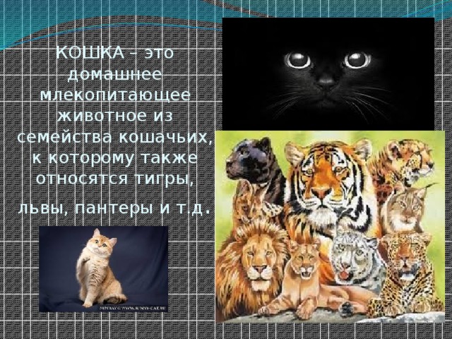 КОШКА – это домашнее млекопитающее животное из семейства кошачьих, к которому также относятся тигры, львы, пантеры и т.д . 