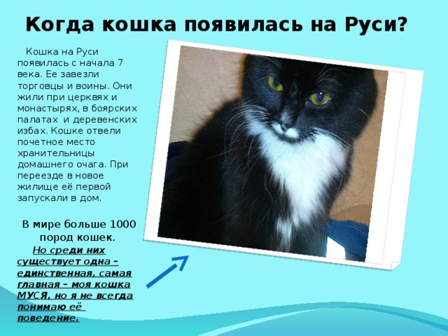  Когда кошка появилась на Руси?    Кошка на Руси появилась c начала 7 века. Ее завезли торговцы и воины. Они жили при церквях и монастырях, в боярских палатах и деревенских избах. Кошке отвели почетное место хранительницы домашнего очага. При переезде в новое жилище её первой запускали в дом. В мире больше 1000 пород кошек.  Но среди них существует одна – единственная, самая главная – моя кошка МУСЯ, но я не всегда понимаю её поведение. 