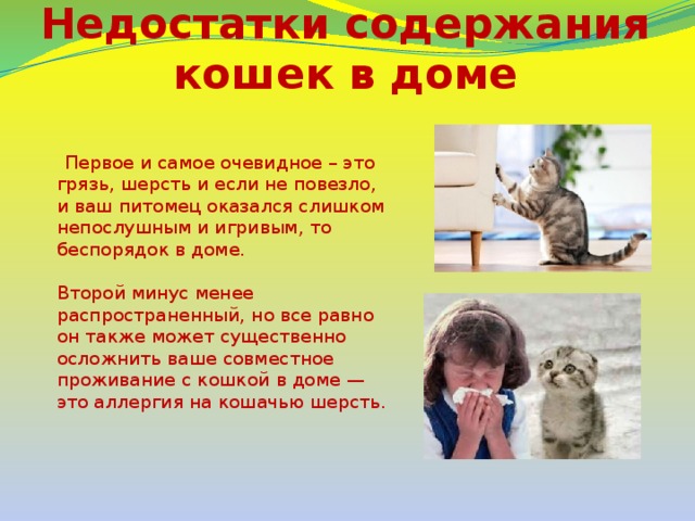  Недостатки содержания кошек в доме  Первое и самое очевидное – это грязь, шерсть и если не повезло, и ваш питомец оказался слишком непослушным и игривым, то беспорядок в доме.   Второй минус менее распространенный, но все равно он также может существенно осложнить ваше совместное проживание с кошкой в доме — это аллергия на кошачью шерсть.    