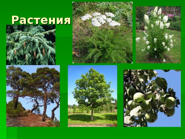 Растения 