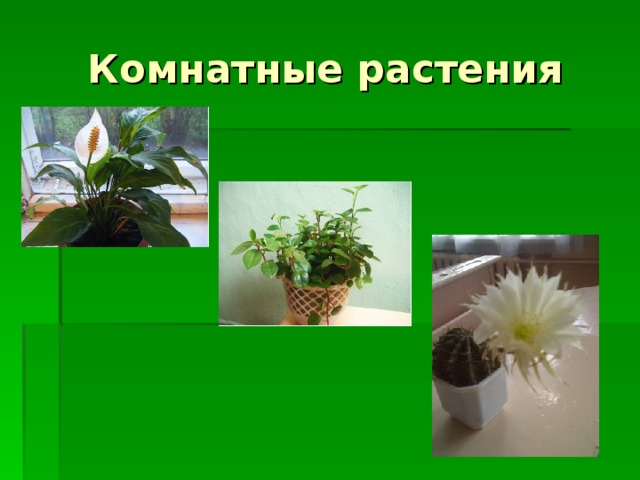 Комнатные растения 
