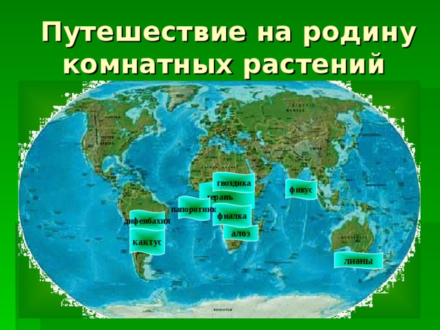  Путешествие на родину комнатных растений гвоздика фикус герань папоротник фиалка дифенбахия алоэ кактус лианы 