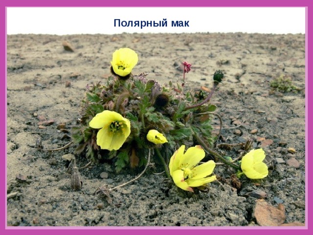 Полярный мак 