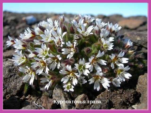 Куропаточья трава 